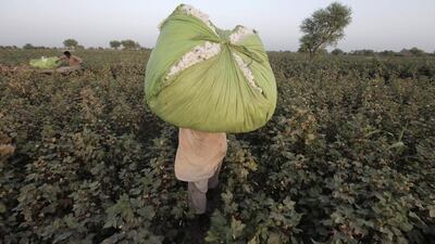 A man carries a bundle of cotton blooms on his shoulder, collected by women in a field. Akhtar Soomro / REUTERS