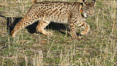 Quinas, a young female Iberian lynx, is released in Torrenueva, Ciudad Real, Spain. The region of Castilla La Mancha has an ongoing programme to recover the lynx population. EPA