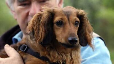 There were 7,120 Dachund puppies born in 207 compared with 28,000 that were born each year in the 1970s.