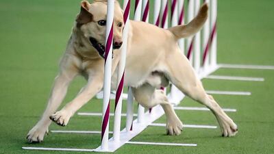 Sweet moves: Tag, a labrador retriever weaves through a series of poles during Westminster Kennel Club's agility competition. AP