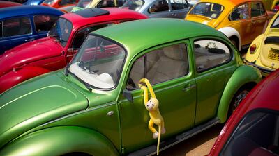 Beetles are displayed at the annual gathering of an enthusiasts' event in Yakum, Israel. AP Photo
