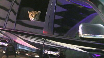 A cheetah watches from the back seat of a car at National Day on the Corniche in Abu Dhabi. Fatima Al Marzooqi / The National