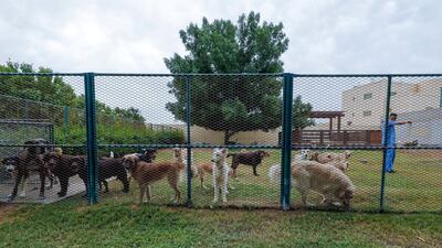 Between 70 to 80 rescue animals are being cared for at Cloud 9. The dogs play in an outdoor fenced area. Victor Besa / The National
