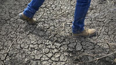 One of the worst droughts in California's history has devastated more than a half-million acres. Jae C Hong / AP Photo