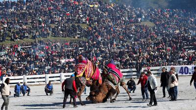 Camels fight in the Pamucak Arena during the annual festival.