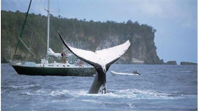 Whale Swim Adventures has a four-day trip to Tonga that offers visitors the opportunity to swim with humpback whales. Getty Images