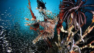 A lionfish at Baa Atoll. Fabio Giungarelli