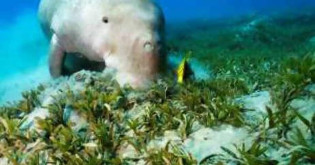 Abu Dhabi tries to save the dumpy 'lady of the sea' | The National