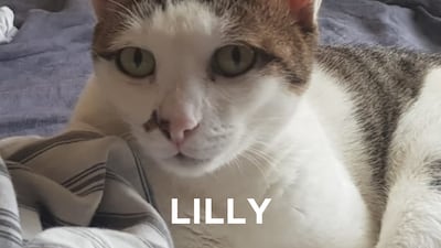 Lilly, 2, female. She is cuddly and attention-seeking. Happy to entertain herself but needs human interaction for comfort. Perfect summer companion