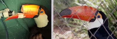 A toucan whose beak was rebuilt thanks to Cicero Moraes' work. Photo: Cicero Moraes
