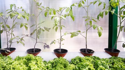 The UAE aims to boost the local production of fresh fruits and vegetables and reduce reliance on imports. Reem Mohammed/The National