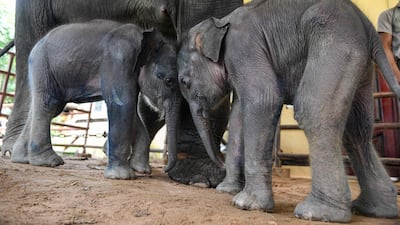 Baby elephant twins play next to their mother at Wingabaw Elephant Camp in Myanmar. AFP