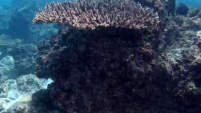 Coral species in the Gulf are under threat from development, tourism and pollution.