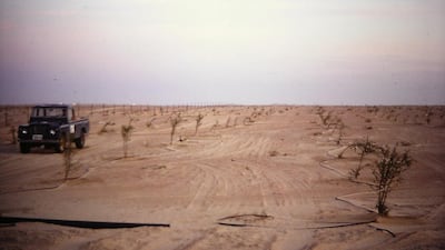 The plantation takes shape against the endless desert in Abu Dhabi's Western Region. Courtesy David Pryce