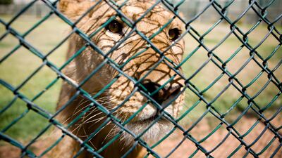 Lioness Zulu looks at home at the Abu Dhabi Wild Life Sanctuary. Lauren Lancaster / The National