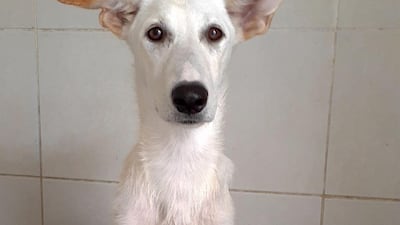 NAME: Virginia. SEX: Female. DATE OF BIRTH: 03.12.2019. SIZE (when fully grown): Medium. BREED: Mix. INFO: Virginia was born and raised at an equestrian centre and arrived at K9 Friends with eight siblings. She is a well socialised, energetic pup and good with other dogs. For more information on adoption, call the office on 04 887 8739 Saturday, Tuesday, or Thursday 9am-1pm.