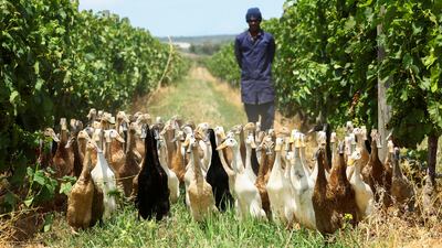 In the morning, the ducks go to the vineyards to prevent crop damage, and in the evening they return to their paddocks to peck at pellets of nutritious bird food