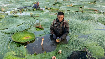 Farmers harvest gorgon fruit at a village in Taizhou, eastern China. AFP