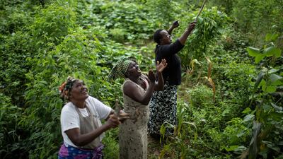 Farmers try to chase away swarms of desert locusts from a tree on their land by shaking branches, banging sticks together, and shouting, in Katitika village, Kitui county, Kenya. AP Photo