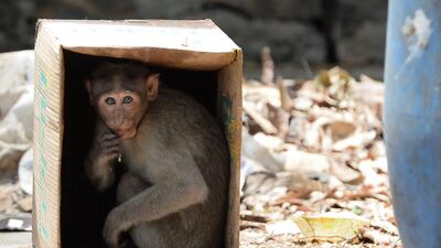 A monkey sits inside a cardboard box to protect itself from the heat in Chennai, India. AFP