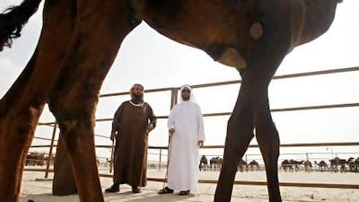 Judges Shakhbut Saad Al Dossary, left, and Hamad Mubarak Al Mazrouei examine a camel during the second day of the beauty competition at the Al Dhafra Festival at Madinat Zayed, Al Gharbia.