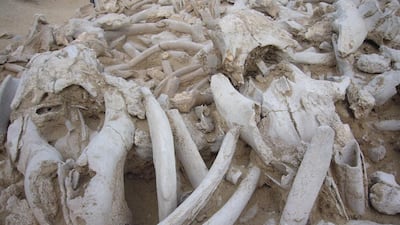 A dugong bone mound — which is believed to have been built for ritual purposes — was excavated at the island site of Akab in Umm Al Quwain. Photo courtesy Sophie Mery