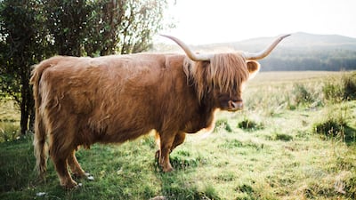Beautiful Scottish nature can be seen in the castle grounds. Courtesy Kilmartin Castle