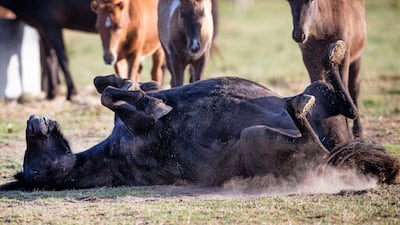 An Icelandic horse rolls on the ground as foals watch on the meadow of a stud in Wehrheim near Frankfurt, central Germany. AP