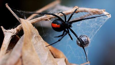 Redback spiders are indigenous to Australia, and are thought to have been brought into the UAE in packing cases or freight. Ian Waldie / Getty Images