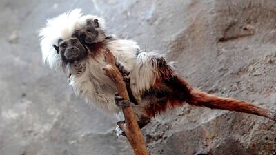 A cotton-top tamarin (Saguinus oedipus) carries its cub, born in captivity at the Guadalajara Zoo, in Jalisco state, Mexico. AFP