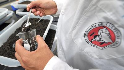 Different varieties of cocoa are collected and studied at a laboratory in the Tropical Agriculture Institute. Cris Bouroncle / AFP