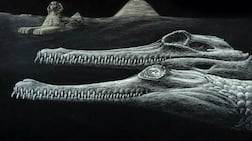 A rendering of the extinct Herugavialis cairensis, shown alongside the Great Sphinx and pyramids. Photo: Karim Zanaty
