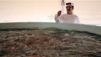 Abdulla Al Shaikh, public relations officer at Zayed Agricultural Centre for Development and Rehabilitation, feeds the fish in a breeding tank at the aquaponics system in Baniyas.