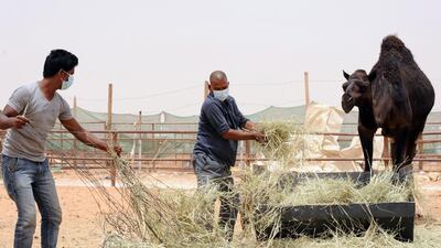 Workers wear masks at a farm outside Riyadh. Saudi Arabia has urged the public to wear masks and gloves around camels, a possible source of Mers, to avoid spreading the disease. Fayez Nureldine / AFP
