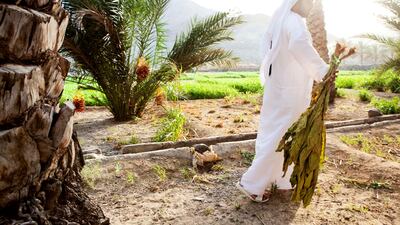 Saeed Juma Al Yalyle carries a dried bunch of locally grown tobacco on his families traditional Emirate farm in Wadi Al Tuwa.