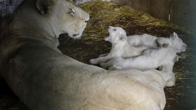 Three newborn white lions with their mother in their enclosure at Skopje Zoo, North Macedonia. AFP