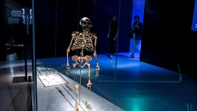 Lucy is a the 3.2-million-year-old fossil that was unearthed in Ethiopia in 1974. Victor Besa / The National