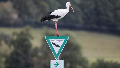 A stork stands on a traffic sign pointing to a nature reserve in Bechingen, Germany. Thomas Warnack/dpa via AP