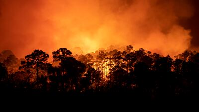 A wildfire burns out of control at Bastrop State Park in Bastrop, Texas. Photo: AP