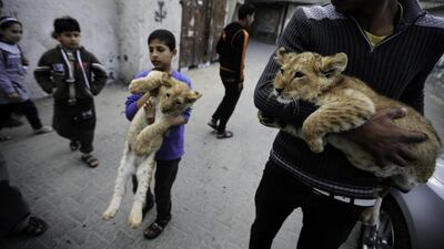 Two lion cubs are carried through the streets of Al Shaboura refugee camp in the southern Gaza Strip. Mohammed Saber / EPA