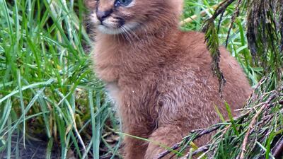 A lynx kitten. Photo: Exmoor Zoo