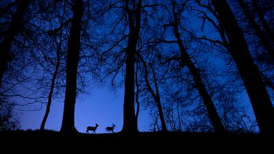 Honourable Mention, Wildlife, Tibor Litauszki, Hungary. Deer at dawn blue.