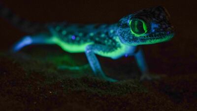 Scientists have shed light on UAE desert geckos that glow in the dark. Photo: Dr Bernat Burriel-Carranza