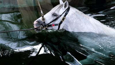AF Maquam Alezz on a morning swim.