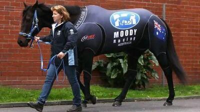 Black Caviar has been provided with a compression suit to protect the horse from changes in temperature and pressure. Quinn Rooney / Getty Images
