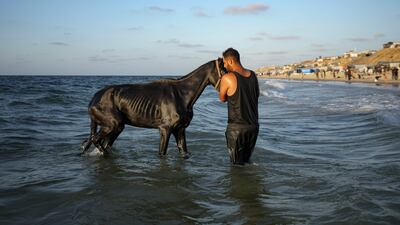 A Palestinian man who was displaced by the Israeli air and ground offensive on the Gaza Strip, washes his horse at the beach of Deir al-Balah. AP