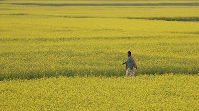 A Bangladeshi farmer cuts through a mustard crop, the English word for which demonstrates the pitfalls of faux amis. Photo: Pavel Rahman / AP