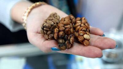 Coffee beans used to make kopi luwak, above, are eaten by the civet cat in Indonesia and excreted in its droppings before being collected, cleaned and roasted. Pawan Singh / The National