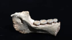 A 773,000-year-old mandible fossil from Thomas Quarry I in Morocco. Photo: Programme Prehistoire de Casablanca
