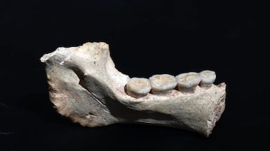 A 773,000-year-old mandible fossil from Thomas Quarry I in Morocco. Photo: Programme Prehistoire de Casablanca